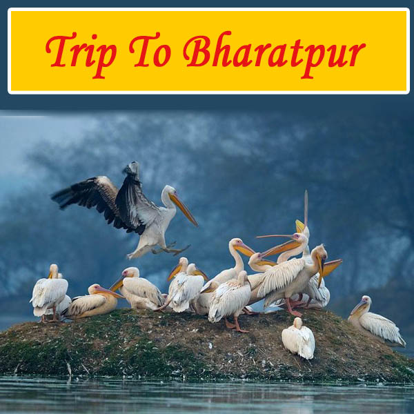 Trip To bharatpur
